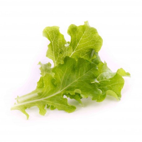 Véritable Lingot s BIO semeny dubového salátu pro chytré květináče VLIN-L5-Lai019