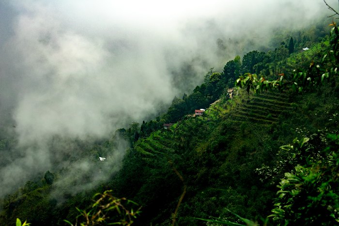 Čajové plantáže v Nepálu